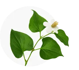 Houttuynia Cordata Thunb in Purisaki - chameleon plant with anti-inflammatory properties